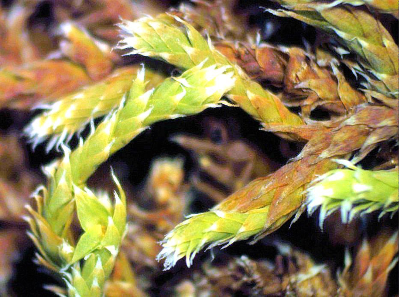 Hedwigia ciliata